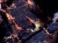 'BABY BLUE EYES' Wreck shrimp (not certain their real nam... by Rick Tegeler 